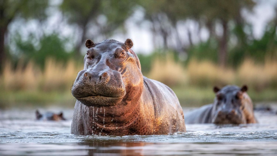 Hippo